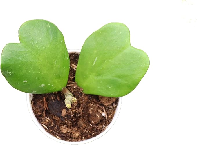 Hoya Plant, Live Indoor Plant 4 inch Grower's Pot (Kerrii 2 Leaves)