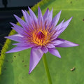 Mainam Mix Colorful Tropical Water Lily Tuber Live Aquarium Plant for Freshwater Fish Pond Balcony Buy 2 GET Fertilizer Free (Blue Nymphaea August Koch)