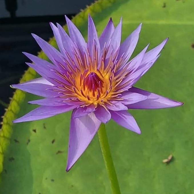 Mainam Mix Colorful Tropical Water Lily Tuber Live Aquarium Plant for Freshwater Fish Pond Balcony Buy 2 GET Fertilizer Free (Blue Nymphaea August Koch)