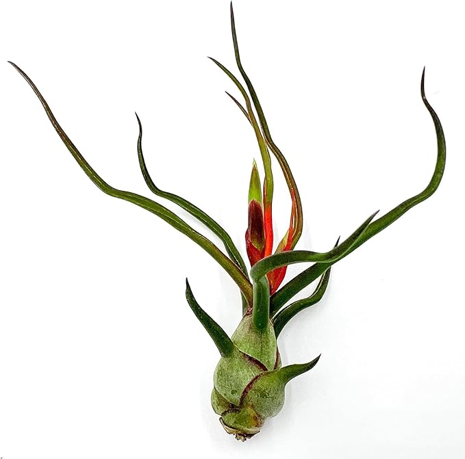 ragnaroc Air Plants - Flowering Tillandsia Bulbosa Guatemala, Large 3-5" - 5ct - Live Arrival Guaranteed - House Plants for Home Decor & Gift