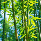 Bamboo Seeds for Planting, 500+ Dwarf Rare Bamboo Seeds Exotic and Fast Growing, Green Bamboos for Indoor or Outdoor