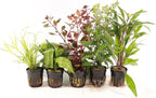 Live Freshwater Aquarium Plants - 3 Assorted Potted for Fish Tanks - (Grower's Choice) Beginner Friendly