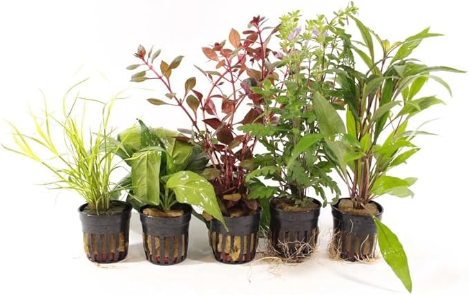 Live Freshwater Aquarium Plants - 3 Assorted Potted for Fish Tanks - (Grower's Choice) Beginner Friendly