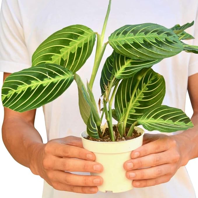Maranta 'Lemon Lime' Live Plant for Indoor | Different Houseplants in 4'' & 6'' Pot | Real House Plant for Living Room, Office, Desk & Bathroom | Prayer Plant