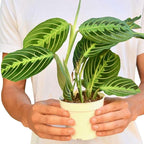 Maranta 'Lemon Lime' Live Plant for Indoor | Different Houseplants in 4'' & 6'' Pot | Real House Plant for Living Room, Office, Desk & Bathroom | Prayer Plant