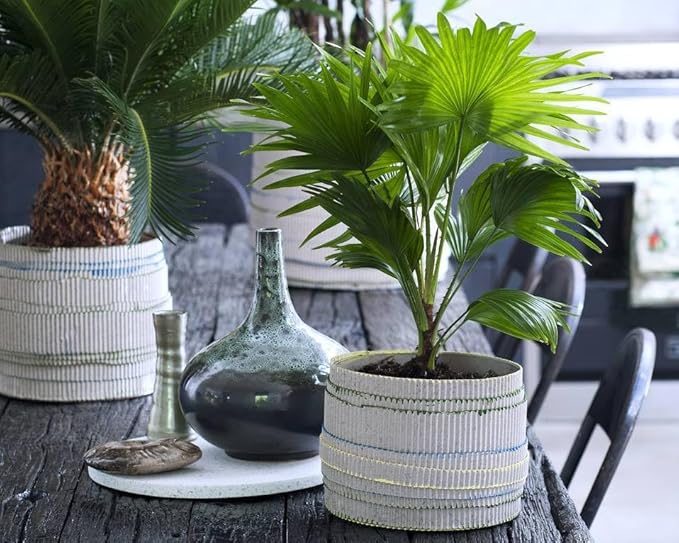 Seeds Chinese Fan Palm Livistona - Growing Indoor - Perennial Tree for Planting