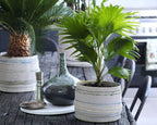 Seeds Chinese Fan Palm Livistona - Growing Indoor - Perennial Tree for Planting