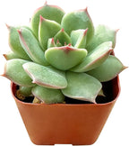 Sprout N Green Echeveria 'Pink Tips', Live Mini Succulent Plant Fully Rooted in 2in Pot, House Plant for Indoor Outdoor Home Office Wedding Decoration Party Favor, Pets Friendly, Easy to Care