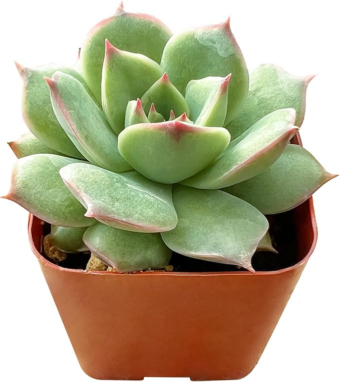 Sprout N Green Echeveria 'Pink Tips', Live Mini Succulent Plant Fully Rooted in 2in Pot, House Plant for Indoor Outdoor Home Office Wedding Decoration Party Favor, Pets Friendly, Easy to Care