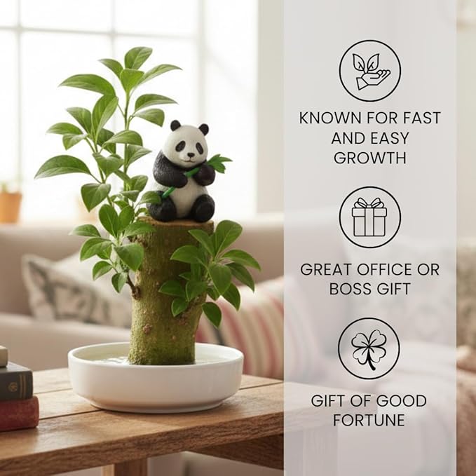 Brazilian Willow Wood Plant - Mini Brazil Lucky Wood Kit - Tray, Lucky Tree, Panda - Swelling Stage - About to Sprout, Brazilian Tree Housewarming - Office Desk Decor - Office Gift Exchange