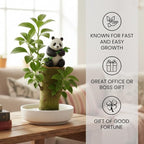 Brazilian Willow Wood Plant - Mini Brazil Lucky Wood Kit - Tray, Lucky Tree, Panda - Swelling Stage - About to Sprout, Brazilian Tree Housewarming - Office Desk Decor - Office Gift Exchange