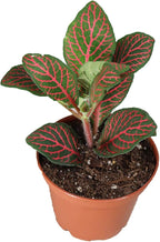 Red Fittonia - 3" from California Tropicals