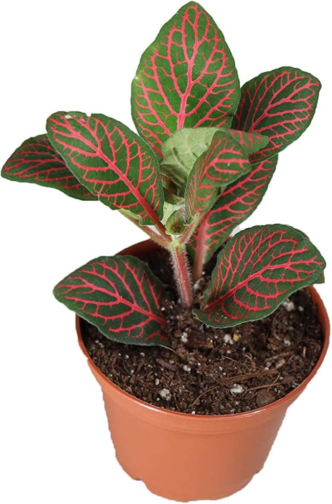 Red Fittonia - 3" from California Tropicals