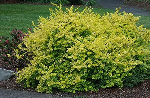 Aurea Golden Japanese Barberry - Live Plant - (1 QT)
