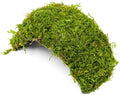 SubstrateSource Live Planted Decor - Christmas Moss (Vesicularia montagnei) on Coconut Shell Bridge - Low Light, Green Freshwater Aquatic Plant, Foreground Aquarium Placement for Aquascaping - 1 Pack