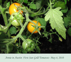 Sun Gold Cherry Tomato Plants, Two (2) Live Plants, Non-GMO, Indeterminate, Orange-Yellow Cherry, 4" to 6" Tall