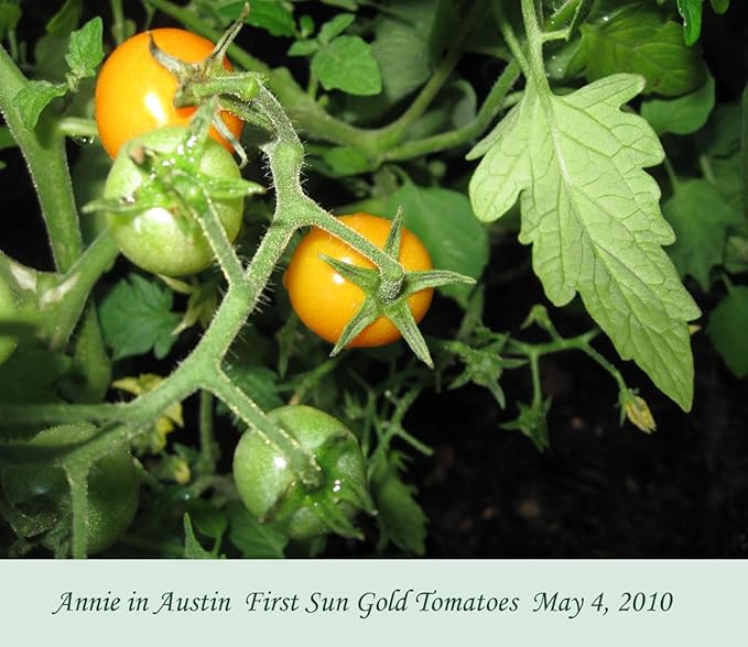 Sun Gold Cherry Tomato Plants, Two (2) Live Plants, Non-GMO, Indeterminate, Orange-Yellow Cherry, 4" to 6" Tall
