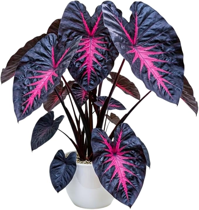 Rare Red Black Colocasia Live Plant, 5 to 8" in Tall, Taro Elephant Ear Alocasia Esculenta Live Plant for Planting, Live Colocasia Houseplant