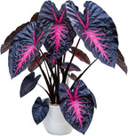 Rare Red Black Colocasia Live Plant, 5 to 8" in Tall, Taro Elephant Ear Alocasia Esculenta Live Plant for Planting, Live Colocasia Houseplant