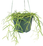 Hoya Linearis Live Plant in 6” Hanging Pot – Rare Trailing Houseplant with Fuzzy Foliage - Hoya Plants Live Houseplants - Air Purifying Plant - Ships from CA (6" Hanging Pot, Short)