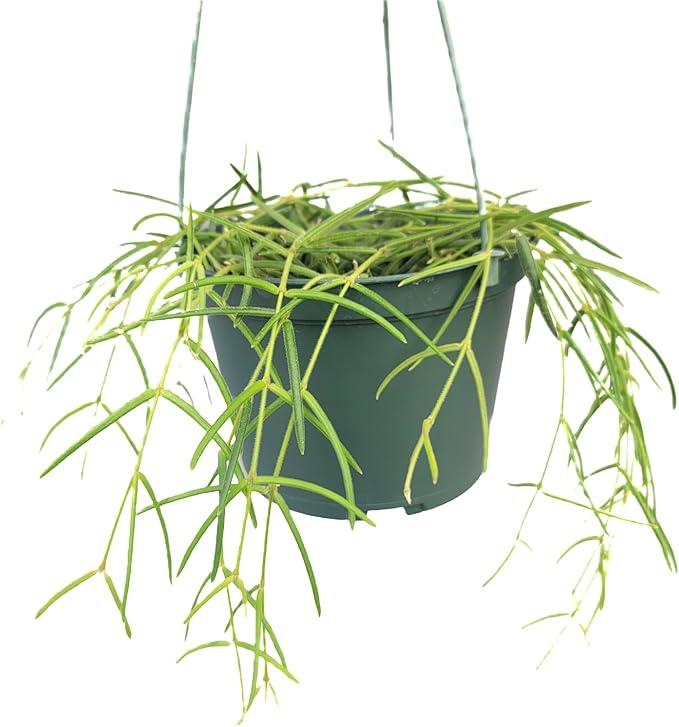 Hoya Linearis Live Plant in 6” Hanging Pot – Rare Trailing Houseplant with Fuzzy Foliage - Hoya Plants Live Houseplants - Air Purifying Plant - Ships from CA (6" Hanging Pot, Long)