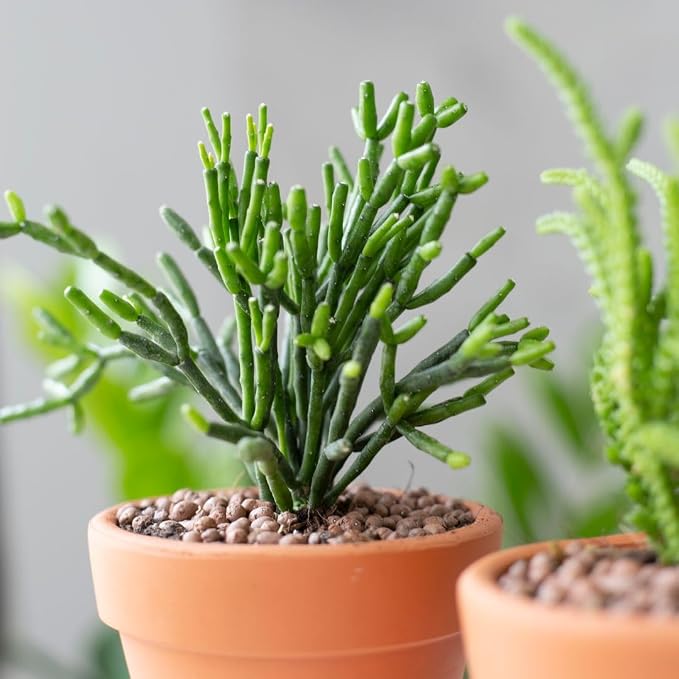 Live Cactus Plants, Fully Rooted 2-inch Cactus Succulent Plants, Rare Varieties for Gift or Home Decoration (Dancing Bones Hatiora Salicornioides Cactus)