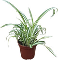 Live Spider Plant, Indoor Houseplant in 4-Inch Pot