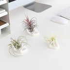Dahey Mini Air Plant Holder Cute Ceramic Hand Shape Stand Airplants Tillandsia Small Container Pot Plant Decorative Home Decor for Desk Table Shelf, White, 1 Pack (No Plant Included)