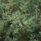 Brighter Blooms - Carolina Sapphire Cypress Tree, 1-2 ft. - No Shipping to AK, AZ, HI