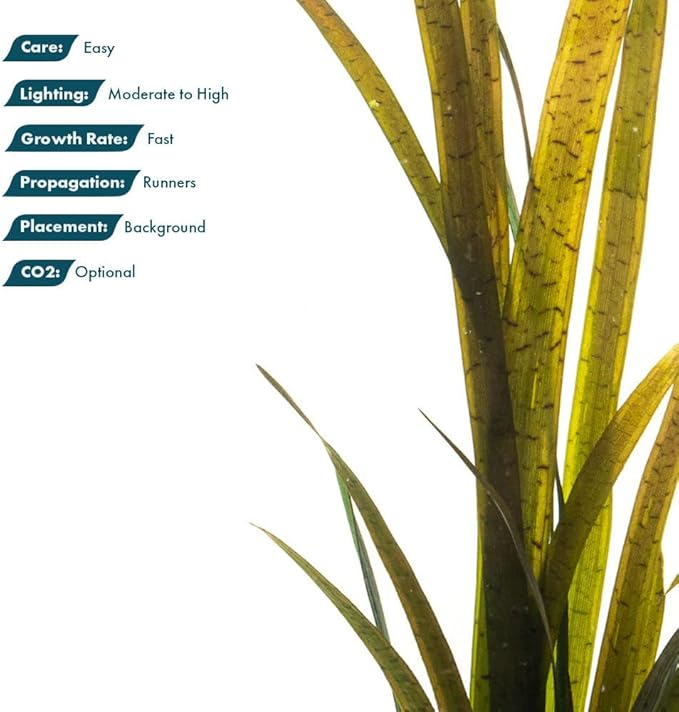 SubstrateSource Live Plant - Tall Grass, Vallisneria Spiralis 'Leopard' - Easy Care, Moderate to High Light, Rosette Accent, Freshwater Aquatic Plant for Aquascaping - Lead Bunch