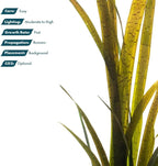 SubstrateSource Live Plant - Tall Grass, Vallisneria Spiralis - Easy Care, Low to Medium Light, Green with Spotted Bands, Background, Freshwater Aquatic Plant for Aquascaping - Lead Bunch, 4 Pack