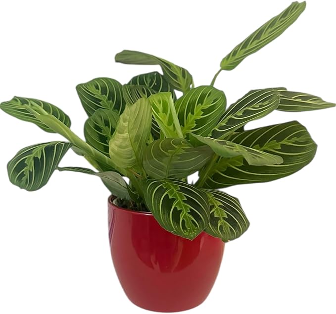 Live Plant, Lemon Lime Maranta Prayer Plant, Pet Friendly, Air Purifying Plant, Easy Care, Easy to Grow Live Indoor Plant, Houseplant, Rare Indoor Plant, Home Décor Pot (Red)