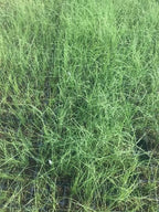 3 Pink Muhly Grass in 2.5 Inch Containers (3 Pots of Plants) by Daylily Nursery, Ships from Rock Island Tennesee. Grown on Our own Farm