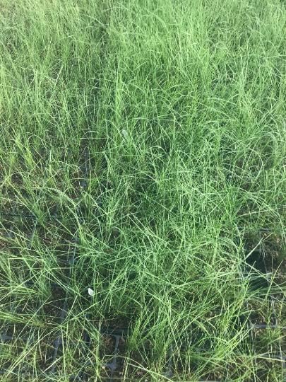 3 Pink Muhly Grass in 2.5 Inch Containers (3 Pots of Plants) by Daylily Nursery, Ships from Rock Island Tennesee. Grown on Our own Farm