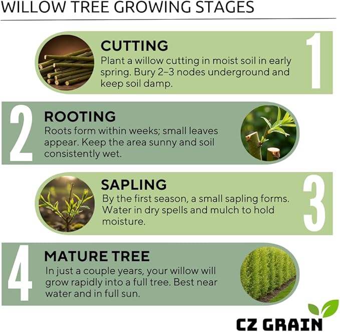 One White Willow Tree - Silver Leafs Shimmer in The Moon Light - One Cutting to Grow, Beautiful Outdoor Shade or Privacy Trees