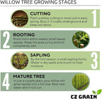 One White Willow Tree - Silver Leafs Shimmer in The Moon Light - One Cutting to Grow, Beautiful Outdoor Shade or Privacy Trees