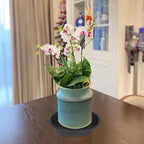 2 Pack of 8 inch Plant Saucer Clear, Heavy Duty Plastic Plant Water Tray 8 inch Round, Flower Plant Saucers for Indoors No Holes, Plant Dishes Saucer for Planter 7"/8" (8", Black)