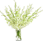 eflowerwholesale - Premium Cut Dendrobium Orchids (White, 30 Stems with Vase) (Support Small Business)