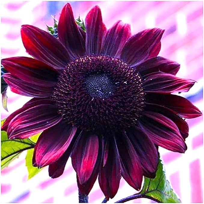 Chocolate Cherry Sunflower Seeds to Plant - Heirloom & Non-GMO - Package 50+ Sunflower Seeds for Planting in Your Home Garden