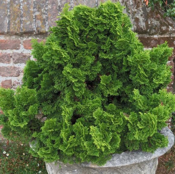Dwarf Hinoki Cypress Live Plant in Pot – Chamaecyparis obtusa Nana Gracilis – Evergreen Bonsai Tree, Outdoor Shrub for Landscaping, Patio Container, Japanese Garden Accent