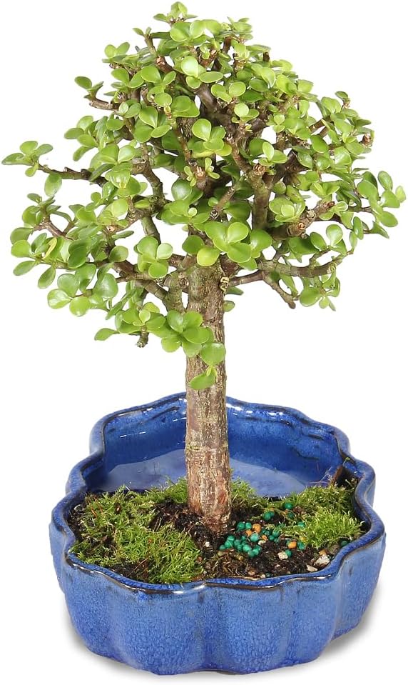 Brussel's Bonsai - Live Dwarf Jade Bonsai Tree in a Zen Ceramic Bonsai Pot, Indoor Succulent Houseplant, 3 Years Old, 5-8 Inches Tall, Easy Care Plant for Home or Office (Small, Green)