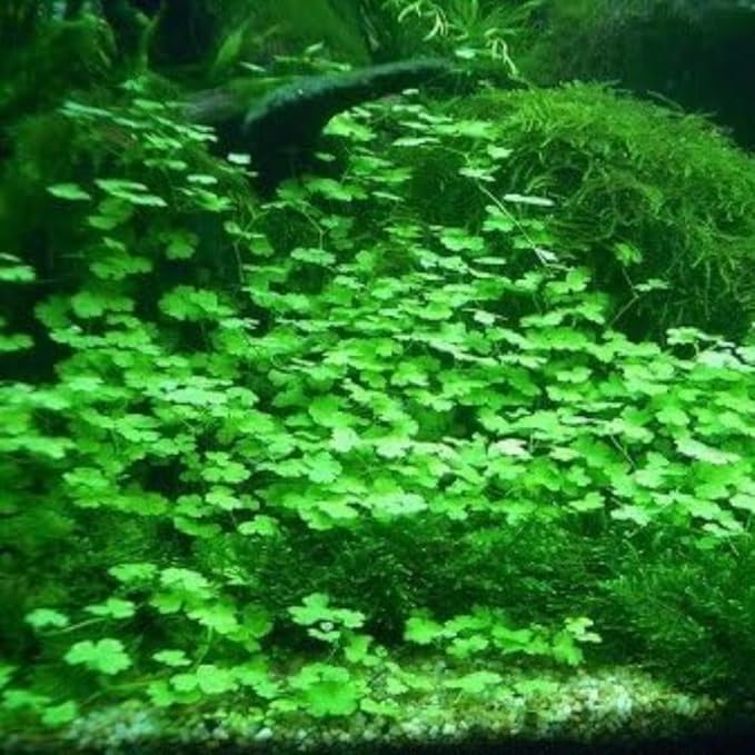 Freshwater Aquarium Decor, Easy Growing Dwarf Carpet for Fish Tank/Terrarium, Natural Aquatic Plant Growth Material – 1 Pack (Lucky Grass)
