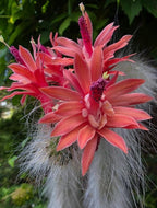 Monkey Tail Cactus Live Plant 2" Pot, Rare White Fuzzy Trailing Succulent, Small Cactus Plant