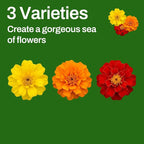 LUOJIBIE Marigold Seeds, 7000+ Mixed Colors Large Blooms Seeds Bulk Pack, Marigold Seeds for 2026, High Germination Non-GMO, Wildflower Seeds for Planting Indoor Outdoor, Open Pollinated