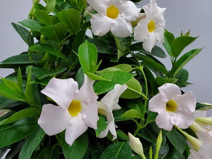 Tropical Plants of Florida White Dipladenia Hanging Basket 12 Inch Live Flowering Plant, 14 Inch Wide by 18 Inch Tall, Elegant White Patio Porch Balcony Blooms