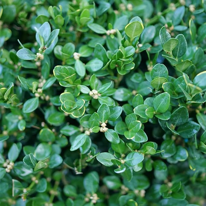 Proven Winners 1 Gal. Neatball Boxwood Shrub