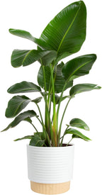 Costa Farms White Bird of Paradise Live Plant in Decorative Pot, Large Indoor Houseplant, Perfect for Home, Room, or Office Decor, Great House Warming or Birthday Gift, 2-3 Feet Tall