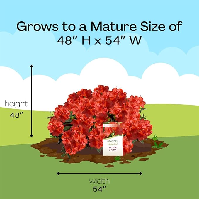 Encore Azalea Autumn Bravo Azalea 2 Gal, Red Blooms