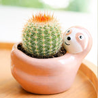 Live Cactus Plants, Fully Rooted 2-inch Cactus Succulent Plants, Rare Varieties for Gift or Home Decoration (Parodia erubescens Cactus)