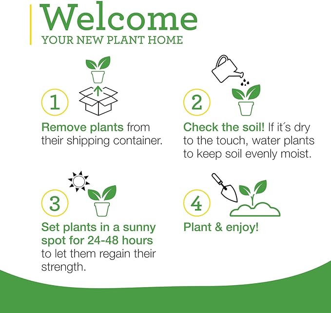 Bonnie Plants Sweet Basil Live Herb Plants - 4 Pack, Warm Season Annual, Italian & Asian Dishes